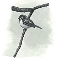 Chickadee.