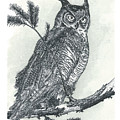 Great Horned Owl