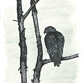 Hawk
