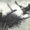 The Eagles Nest